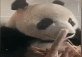 cute panda eating animal gifs