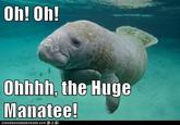 Oh! Oh! Ohhhh, the Huge Manatee! TCANHASCHEEZBURGER.COM