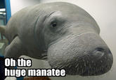 Oh the huge manatee