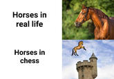 Horses in real life Nastilus Horses in chess