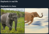 Elephants in real life Elephants in chess