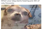 When your dog starts hearing pre 4th of July fireworks @tank.sinatra Gdoggonews