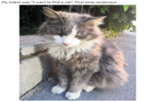 My intent was "I want to find a cat". First time randonaut