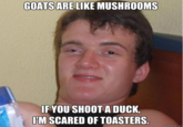 GOATS ARE LIKE MUSHROOMS IF YOU SHOOT A DUCK, I'M SCARED OF TOASTERS. quickmeme.com