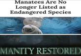 Manatees Are No Longer Listed as Endangered Species Sijposting MANITY RESTORED