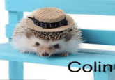 Colin