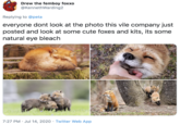 Drew the femboy foxxo @KennethWarding2 Replying to @peta everyone dont look at the photo this vile company just posted and look at some cute foxes and kits, its some natural eye bleach 123RE 123RF 7:27 PM · Jul 14, 2020 · Twitter Web App