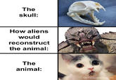 The skull: How aliens would reconstruct the animal: The animal: boredpanda.com