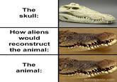 The skull: How aliens would reconstruct the animal: The animal: boredpanda.com