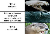 The skull: How aliens would reconstruct the animal: The animal: borednanda.com