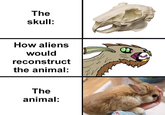The skull: How aliens would reconstruct the animal: The animal: