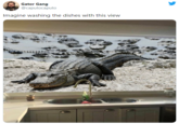 Gator Gang @caputocaputo Imagine washing the dishes with this view