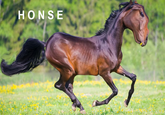 HONSE