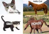 hello Cat hello Horse САСТ HONSE