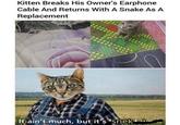 Kitten Breaks His Owner's Earphone Cable And Returns With A Snake As A Replacement It ain't much, but it's 'snek