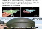 The Luna Moth doesn't have a mouth or a digestive system. It will only live for about a week, with the singular purpose of mating TYO DTODAY do not know who I am... I don't know why I'm here All I know is that I must f--- u/Justo