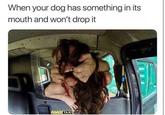 When your dog has something in its mouth and won't drop it FAKE TAXI