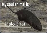 My soul animal is Halo 3 rat