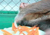 GIF of a sloth lazily eating carrots like some kind of Egyptian queen