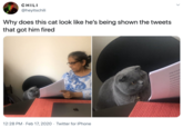 CHILI @heyitschili Why does this cat look like he's being shown the tweets that got him fired design of my stu address is the w de progress we the methodtole interpretative re fre doe nted m 12:28 PM · Feb 17, 2020 · Twitter for iPhone