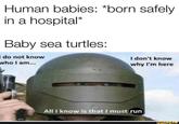 Human babies: *born safely in a hospital* Baby sea turtles: I do not know who I am... I don't know why I'm here All I know is that I must run ifunny.co
