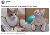 Jeremy @cinemasins Cleanse your timeline with cute kitten faces. 5:19 PM · Oct 15, 2020 · Twitter Web App