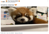 The Toronto BOo toronto z00 @TheTorontoZoo timeline cleanse hers 8:35 AM · Oct 13, 2020 · Sprout Social >