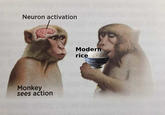 Neuron activation Modern rice Monkey sees action