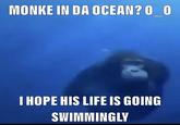 MONKE IN DA OCEAN? 0 O I HOPE HIS LIFE IS GOING SWIMMINGLY