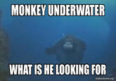 MONKEY UNDERWATER WHAT IS HE LOOKING FOR makeameme.org