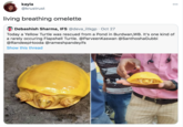 kayla @krustrust 00 living breathing omelette Debashish Sharma, IFS @deva_iitkgp · Oct 27 Today a Yellow Turtle was rescued from a Pond in Burdwan,WB. It's one kind of a rarely occuring Flapshell Turtle. @ParveenKaswan @SanthoshaGubbi @RandeepHooda @rameshpandeyifs Show this thread AMERA