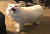 White fluffy cat Thurston meowing