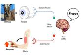 Sensory Neuron Floppa Stimulus Receptor Relay Neuron Brain (CNS) Motor Neuron Response Effector