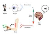 Sensory Neuron rat Stimulus Receptor Relay Neuron Brain (CNS) Motor Neuron Response Effector