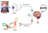 Sensory Neuron (pancha miau Stimulus Receptor Relay Neuron Brain (CNS) Motor Neuron Response Effector
