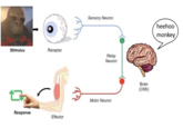 Sensory Neuron heehoo monkey Stimulus Receptor Relay Neuron Brain (CNS) Motor Neuron Response Effector