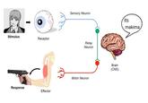 Sensory Neuron its makima Stimulus Receptor Relay Neuron Brain (CNS) Motor Neuron Response Effector