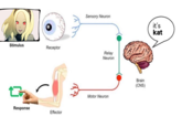 Sensory Neuron it's kat Stimulus Receptor Relay Neuron Brain (CNS) Motor Neuron Response Effector
