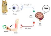 Sensory Neuron Doge Stimulus Receptor Relay Neuron Brain (CNS) Motor Neuron Response Effector