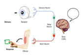 Sensory Neuron Stimulus Receptor Relay Neuron Brain (CNS) Motor Neuron Response Effector