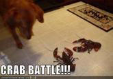 CRAB BATTLE!!! ICANHASCHEEZBURGER.COM