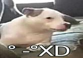 XD