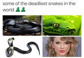 Some of the Deadliest Snakes in the World some of the deadliest snakes in the world 22