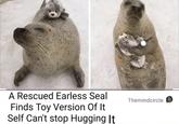 A Rescued Earless Seal Finds Toy Version Of It Self Can't stop Hugging It Themindcircle