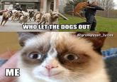 I miss Grumpy Cat WHO LET THE DOGS OUT @grumpycat_lyrics ME