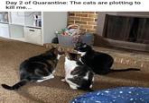 Day 2 of Quarantine: The cats are plotting to kill me...