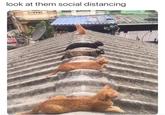 look at them social distancing