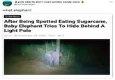 yule cborts don't even smoke candy cane 4 @cortmanteau what elephant In the News After Being Spotted Eating Sugarcane, Baby Elephant Tries To Hide Behind A Light Pole by IA O November 18, 2020 0 04