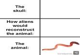 The skull: How aliens would reconstruct the animal: The animal: boredpanda.coM