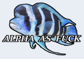 ALPHA ASFUCK